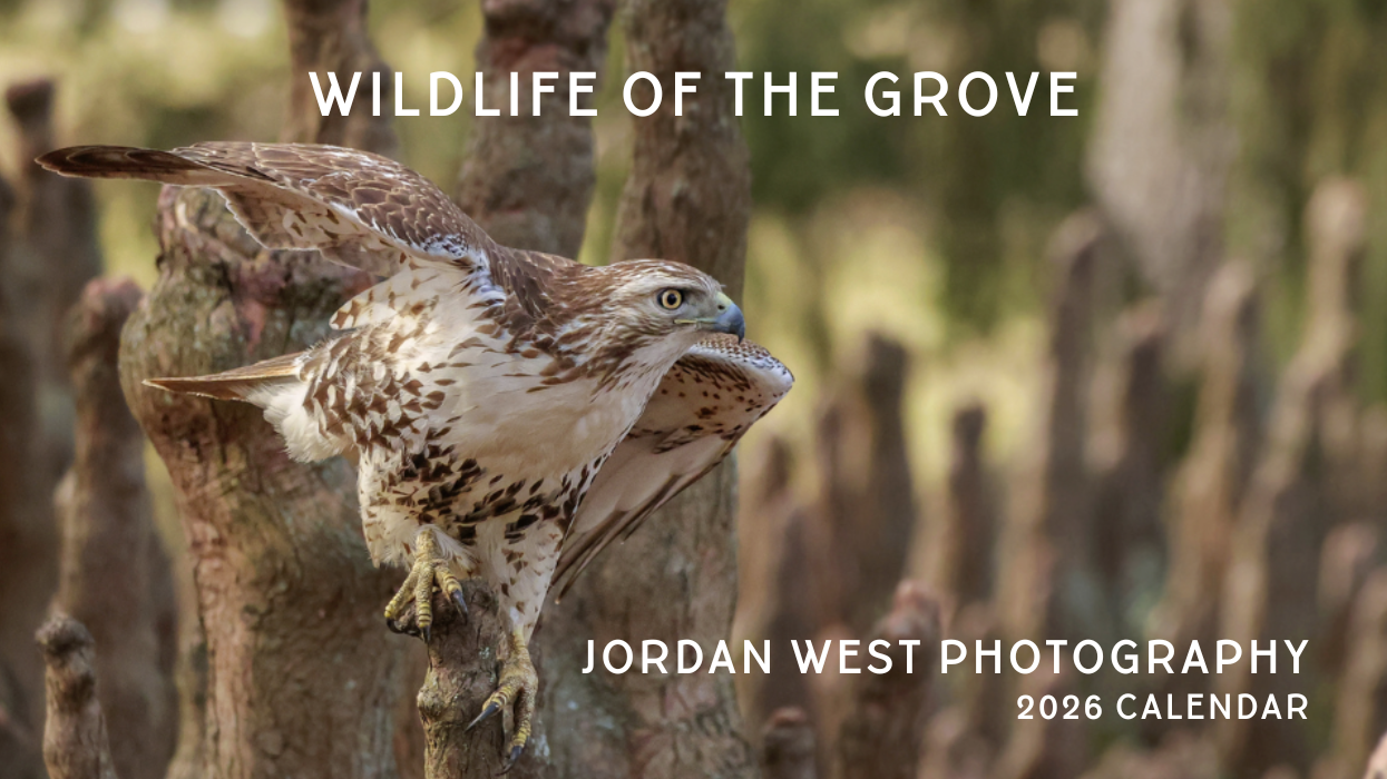 A collage of rehab birds, clockwise from top left: release of a red-tailed hawk after rehab, a bald eagle standing on its nest gazing over marshland, an orphan bard owl hatchling, an injured owl with 
